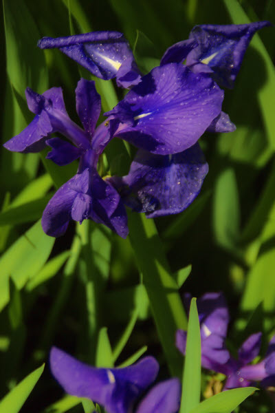 Garden Iris